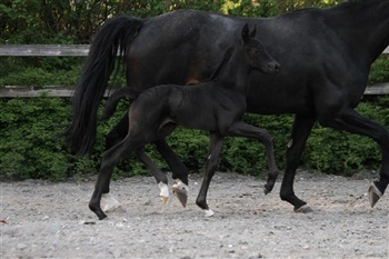 Gørklintgårds Blueberry