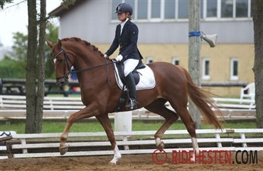 China Skovvang topper dressurindekset