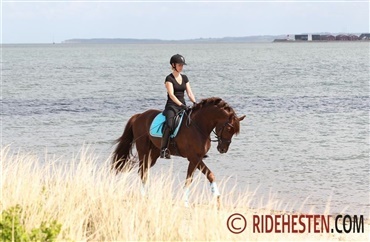 M&aring; man ride p&aring; stranden hele &aring;ret?