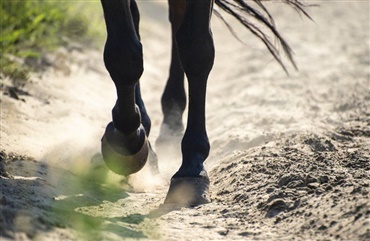 Hesten er indfodet – og hvad s&aring;?