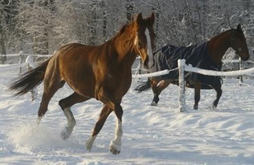 Kolik - et problem denne vinter