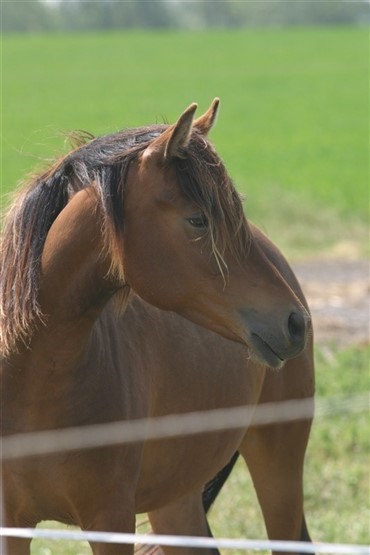 Vallak - stj&aring;let eller forsikringssvindel?