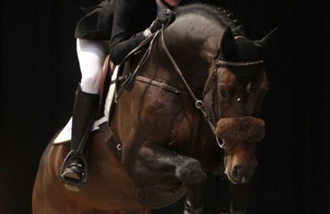 Casilius skal rides af Marco Kutscher