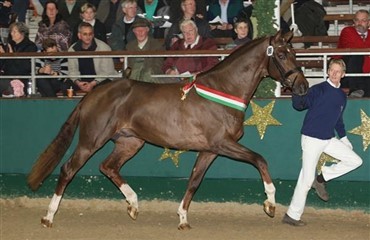 Ny hest til Minderhoud