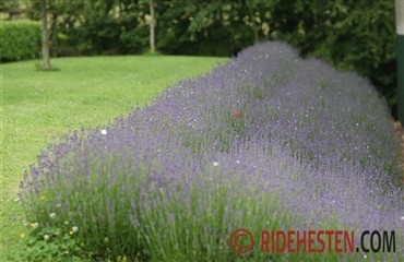 Lavendel afhj&aelig;lper stress hos hesten