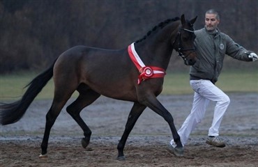 Hingstek&aring;ring i Dansk Sports Ponyavl