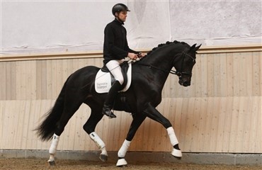 Hingsteshow Sj&aelig;lland p&aring; Sk&aelig;rtorsdag