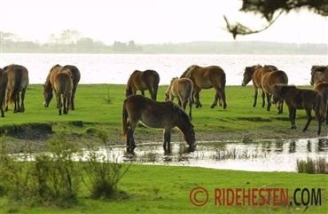 Flere vilde heste p&aring; M&oslash;n