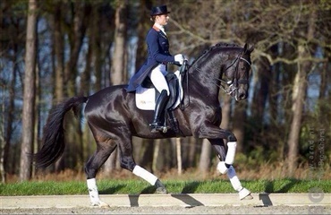 Adelinde og Aqiedos Grand Prix-debut (video)