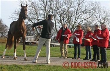 En enkelt hingst udtaget i Norge