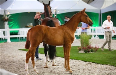 Catch Me If You Can's halvbror solgt for 68.000 EUR