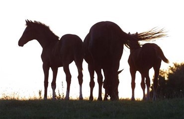 Udbrud af herpesvirus blandt heste i USA og Canada