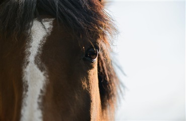 Bes&oslash;gshest gl&aelig;der alvorligt syge p&aring; hospice (video)