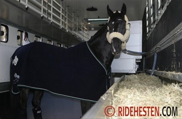 Stress g&oslash;r hesten syg efter transporten