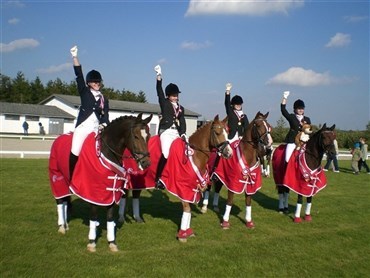 DM for pony holddressur