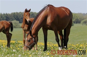 Optimal v&aelig;kst hos f&oslash;llet 