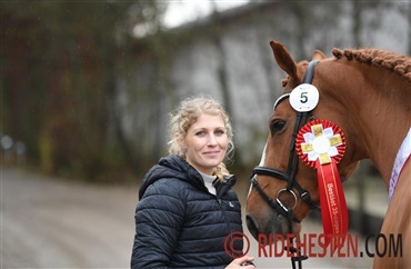 &Aring;rets springheste i Dansk Varmblod