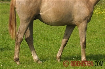 Symptomer p&aring; hovsenebensbet&aelig;ndelse hos heste
