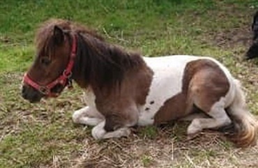 Sch&aelig;ferhund reddede miniaturehest fra voldsm&aelig;nd