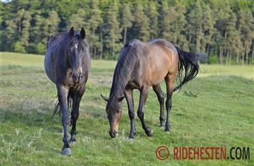 Ferie er ikke ferie for hesten