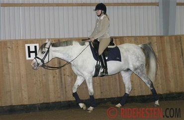 Varm din hest rigtigt op og undg&aring; at overanstrenge den