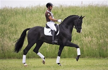 Van Olst Horses hingsteshow