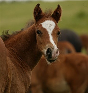 Mangler du en diehoppe?