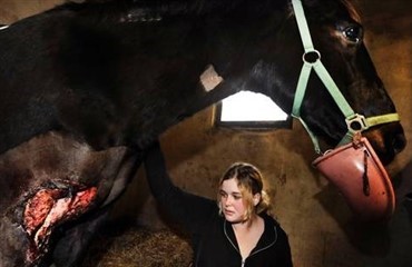 To heste sv&aelig;rt knivskadet i Sk&aring;ne