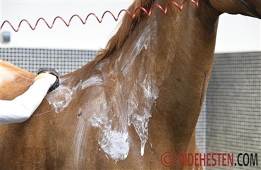 5 tips til en renvasket hest