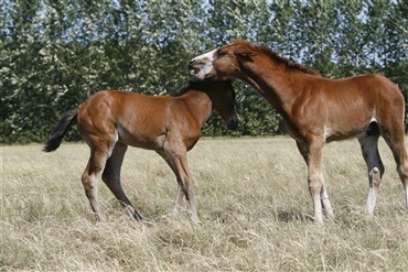 Vred hest bed testikel af mand