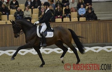 Samlet sejr til Daniel og Blue Hors