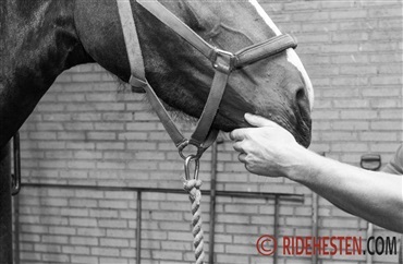 Vil du dele din historie med dyrl&aelig;gepriser?