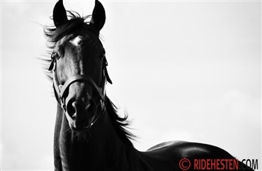 5 gode grunde til at s&aelig;lge hest p&aring; Ridehesten.com