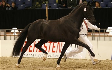 Painted Black alvorligt skadet