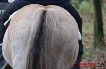 Optimering af breddeaktiviteterne