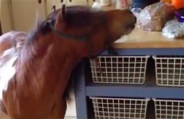 Pony som"f&oslash;rerhund" (VIDEO)