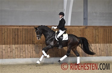 De er udtaget til unghestechampionatet i dressur