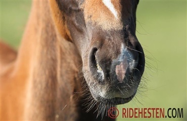 Lungebet&aelig;ndelse hos heste: Her er symptomerne 
