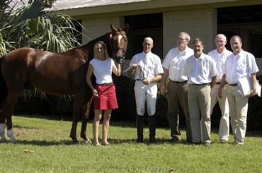 Amerikansk opdr&aelig;ttet DV-hingst avlsgodkendt