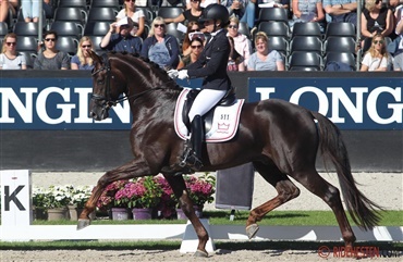 Atterupgaards Botticelli til Helgstrand Dressage