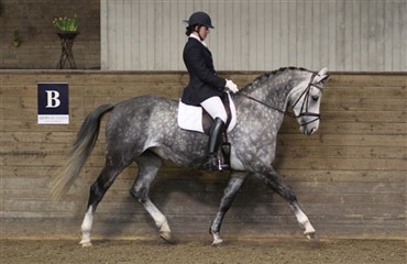 Dressur i Fyens Rideklub