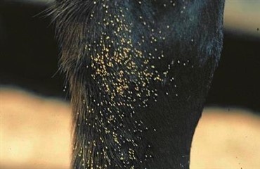 Fjern de gule &aelig;g