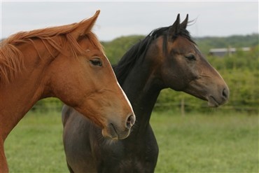 Ny formand for Nedergaard Ridecenter