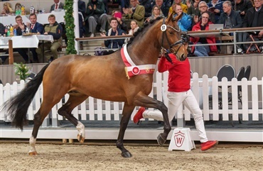 Over 100 westfalerhingste til k&aring;ring
