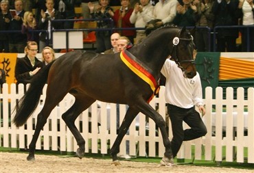 Trakehnerhingstek&aring;ringen 2008