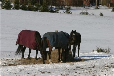 Ny dyrepasseruddannelse med mulighed for speciale i heste 
