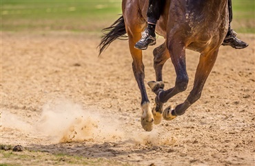 Forbedret hestevelf&aelig;rd i distancesporten 2020