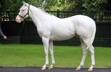 Kina k&oslash;ber hvid hingst p&aring; Karaka Yearling Sales