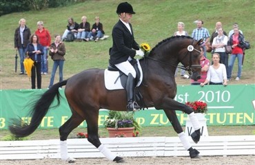 Danskejet hingst til tops i Verden