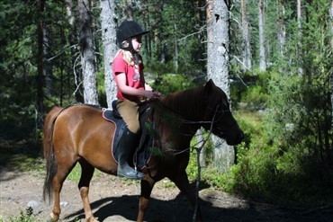 Pony br&aelig;kkede ben i kv&aelig;grist